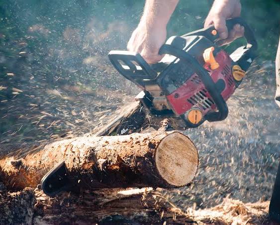Chainsaw Tree Cutting
